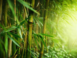 bamboo4u2.com Domain Name